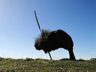 Grass Tress (Black Boys), Goldfields Road, Youndegin, Western Australia - 3